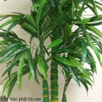 Cây Trúc Phật Bà giả cao cấp 